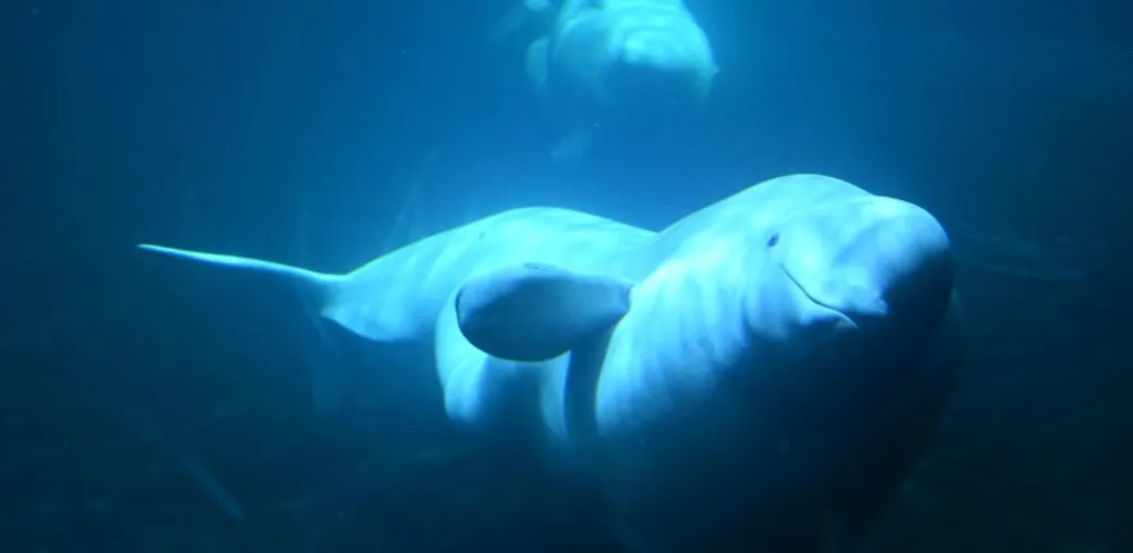 Irland – Ein Beluga im Donegal gefilmt: eine außergewöhnliche arktische Erscheinung